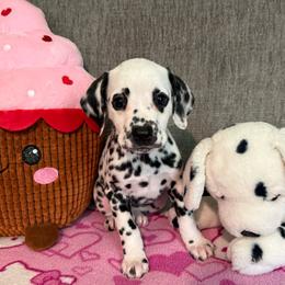 Windy - White and black female Dalmatian puppy in Newfoundland, Pennsylvania from Poconopaws