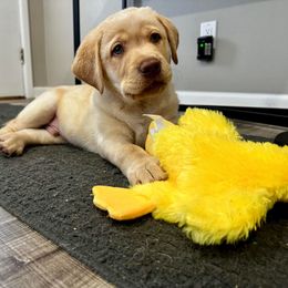 Dilute Retriever and Labrador Retriever Puppies from SmoKy Hills Labradors