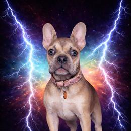 Angelique - French Bulldog