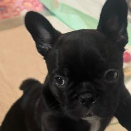 Sophie - Black and white female French Bulldog puppy in Louisville, Kentucky from Diamonds Frenchies