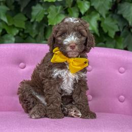Yellow Boy - Tri-color male Australian Labradoodle puppy in Statesville, North Carolina from Rose Cottage Labradoodles