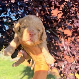 Ella (Cinderella) - Golden female Cockapoo puppy in Millville, California from Hope Lane Kennels