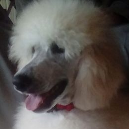 Autumn Purple Girl - Poodle puppy in Minnesota from Talisman Poodles