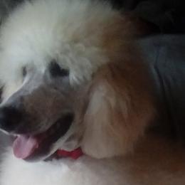 Autumn Purple Girl - Poodle puppy in Minnesota from Talisman Poodles