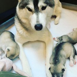 Siberian Husky Puppies from Sassenach Siberians