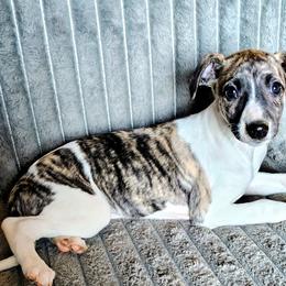Vanessa - Fawn brindle female Whippet puppy in Goldendale, Washington from Amulet Charm