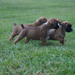 Boxer Puppies from Big Mac Boxers