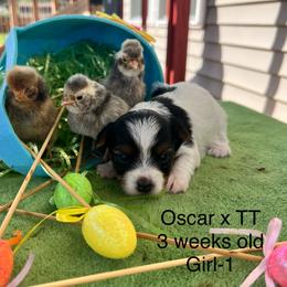 Girl 1 - Black tan and white female Biewer Terrier puppy in Chester, South Carolina from Classic Biewers
