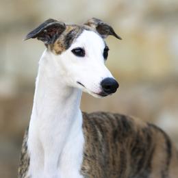 Dalton - Whippet