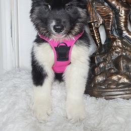 Siberian Husky Puppies from Springfield Huskies