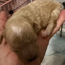 Boy 1 - Brown male Maltipoo puppy in Brooksville, Florida from DeVall Maltipoos