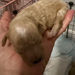 Boy 1 - Brown male Maltipoo puppy in Brooksville, Florida from DeVall Maltipoos