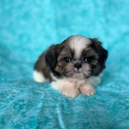 Skipper - Gold and white male Shih Tzu puppy in Shawnee, Oklahoma from Black Velvet Shih Tzu