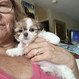 Shih Tzu Puppies from Prescious Shih Tzu’s