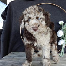 Charles - Merle male Labradoodle puppy in Millersburg, Ohio from My Pals