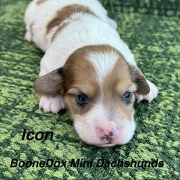 Icon - Dapple female Dachshund puppy in Lexington, Oklahoma from BooneDox Miniature Dachshunds