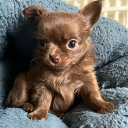 Peanut - Chocolate male Chihuahua puppy in Coweta, Oklahoma from Green Country Chihuahuas