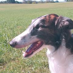 Borzoi All Grown Up from Avalon