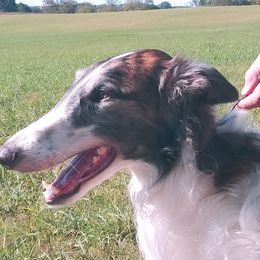 Borzoi All Grown Up from Avalon
