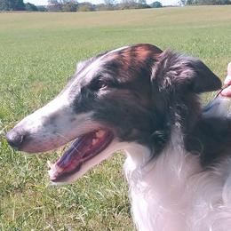 Borzoi All Grown Up from Avalon
