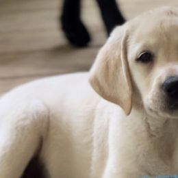 Nala - Labrador Retriever puppy in Camden, Tennessee from Pure Heaven Labs
