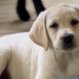 Nala - Labrador Retriever puppy in Camden, Tennessee from Pure Heaven Labs