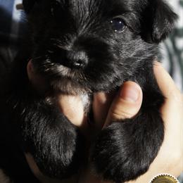Chloe - Black female Miniature Schnauzer puppy in Frankford, Delaware from Miniature Schnauzers of Delmarva