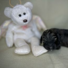 Luna - Sable female Cockapoo puppy in Placerville, California from Rpuppies