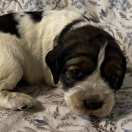 Lulu - Black white and tan female English Springer Spaniel puppy in Coeur D'alene, Idaho from Springer Hollow