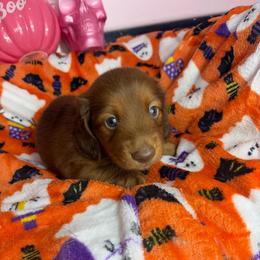 Dylan - Wheaten male Dachshund puppy in Lake City, Florida from My Ditzy Doxies of Florida