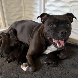Staffordshire Bull Terrier puppies from Volstock Staffordshire Bull Terriers