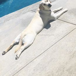 Labrador Retriever All Grown Up from OC Labradors