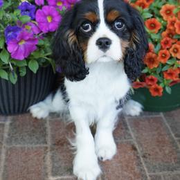 Dyson - Tri-color male Cavalier King Charles Spaniel puppy in Lula, Georgia from Cavaliers by Crumley