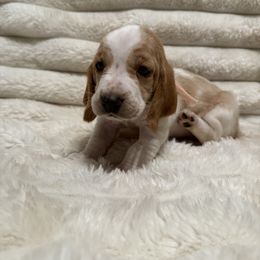 Basset Hound Puppies from CK Beagles & Bassets