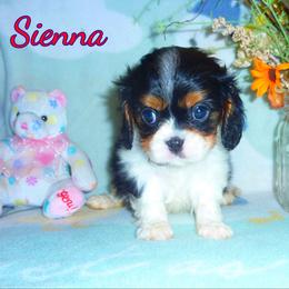 Sienna - Tri-color female Cavalier King Charles Spaniel puppy in Woonsocket, Rhode Island from Walnut Grove Cavaliers