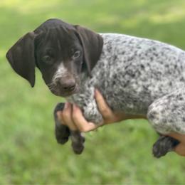 Girl 1 - Liver roan female German Shorthaired Pointer puppy in Covington, Louisiana from Six Hitch Farm