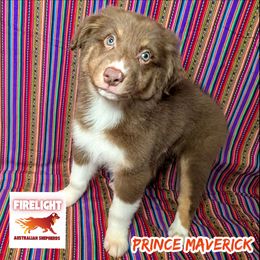 Prince Maverick - Red tri-color male Australian Shepherd puppy in Arlington, Texas from Firelight Australian Shepherds