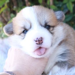 Red girl - Red female Pembroke Welsh Corgi puppy in Caliente, California from Rafter Cross 7