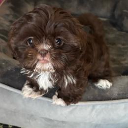 Lala - Liver and white female Shih Tzu puppy in Conroe, Texas from Shihtzu Happen