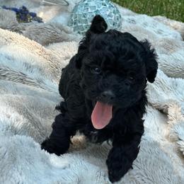 Tinker Bell - female Poodle puppy in Aurora, Colorado from Miroslava's Puppies