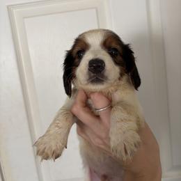 Loki - Piebald male Dachshund puppy in Conroe, Texas from R&M Dachshunds