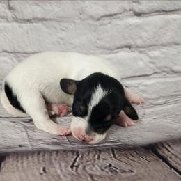 Shelby - Piebald female Dachshund puppy in Anaconda, Montana from Williams Family Dachshunds