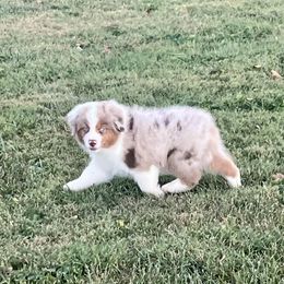 Cinch - Red merle male Miniature American Shepherd puppy in Kentucky from Kidd’s Miniature American Shepherds