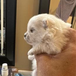 Girl 2 - White female Pomeranian puppy in Cullman, Alabama from Dixie Darlings Pomeranians