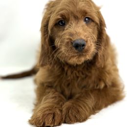 Cooper - Goldendoodle