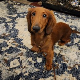 Brittany and Dachshund Puppies from Township Line Dachshunds & Brittanys