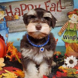 Windy - Miniature Schnauzer puppy from High Uinta Schnauzers