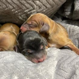 Dachshunds from Sweet Little Dachshunds