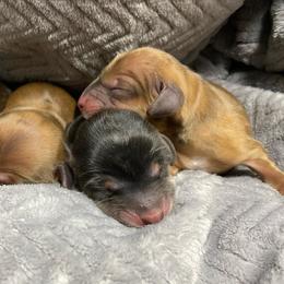 Dachshunds from Sweet Little Dachshunds