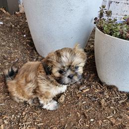 Shih Tzu Puppies from Shih Tzu's of Antioch